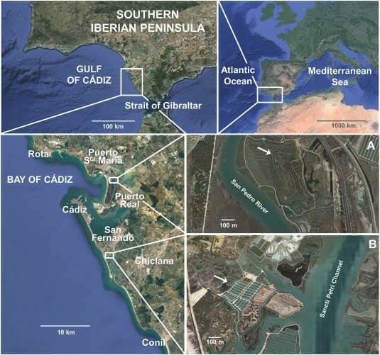 Área de estudio que muestra la ubicación de los esteros extensivos (A) y semiintensivos (B). Se recogieron ejemplares silvestres a lo largo de la costa entre las localidades de Rota y Conil. Fuente: Guerra-García et al., (2023)