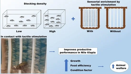 Tactile stimulation improves the well-being of tilapia fish. Source: Gauy et al., (2023)