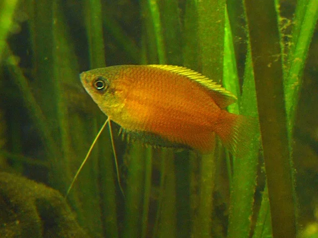 Honey gourami. Source: Antoondommerholt 
