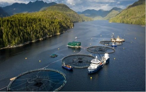 AQUA: una solución para que el acuicultor mejore la rentabilidad de sus operaciones acuícolas 1 Jaulas cultivo de salmón gestionadas con AQUA.