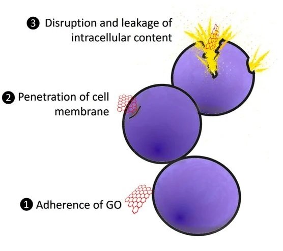 El modo de acción antibacteriano de óxido de grafeno (GO). (1) GO se adhiere a las membranas bacterianas. (2) Los bordes afilados de GO penetran en las membranas celulares. (3) La membrana celular dañada conduce a la interrupción y fuga del contenido intracelular. Fuente: Kah Sem et al., (2023)