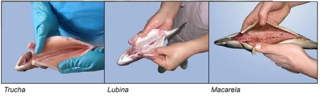 BOLETO: Líder Innovador en Tecnología de Eviscerado de Pescado Participará en la Expo Pesca y AcuiPeru 2023 2 Trucha, lubina y macarela evisceradas. Fuente: Boleto