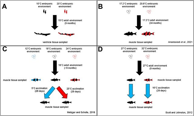 An overview of the experimental design for the RNA-seq data collected from A) Scyliorhinus canicula, and re-analysed from B) Dicentrarchus labrax (Anastasiadi et al., 2021), C) Gasterosteus aculeatus (Metzger and Schulte, 2018), and D) Danio rerio (Scott and Johnston, 2012).