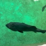 Ejemplar de cherna del stock del Centro Oceanográfico de Vigo