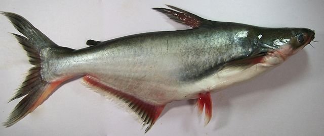 Panga or striped catfish (Pangasianodon hypophthalmus). Source: Staticd