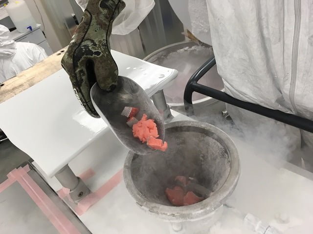 Investigadores del NIST desarrollaron materiales de referencia sobre salmón y camarones para ayudar a los inspectores de alimentos a evaluar si el salmón y los camarones importados son auténticos. Para fabricar los materiales de referencia, los investigadores obtuvieron muestras, las cortaron en trozos pequeños y las procesaron mediante un criomolino, donde se muelen y se enfrían con nitrógeno líquido al mismo tiempo. Crédito: D. Ellisor/NIST