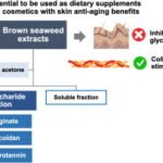 Uso de macroalgas pardas para el tratamiento antienvejecimiento