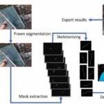Visión computarizada para determinar el crecimiento de los camarones