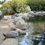 Freshwater turtles in a pond at Caltech. Source: Keenan Pepper