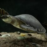 2026 Freshwater Turtle Guide: Species, Husbandry, and Nutrition Carettochelys_insculpta_Natural_History_Museum_University_of_Pisa