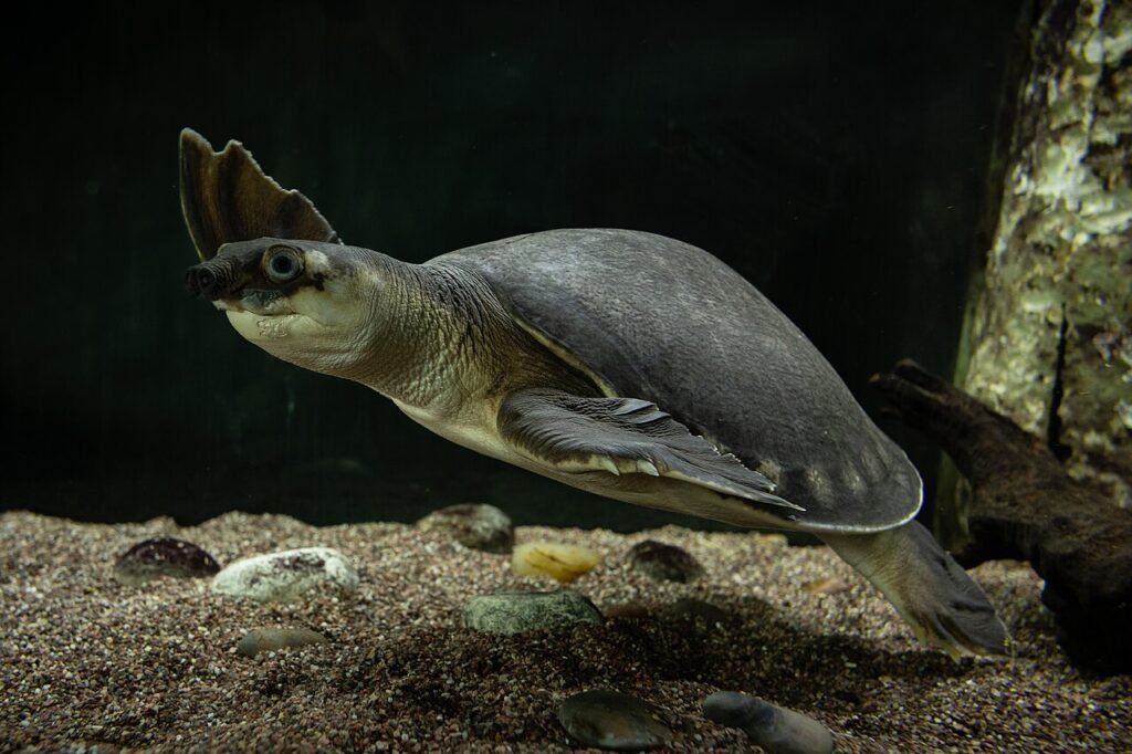 Pig-Nosed Turtle (Carettochelys insculpta Ramsay, 1887), Natural History Museum of the University of Pisa.