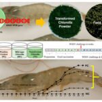 La microalga Chlorella como medio de vacunación de los camarones.