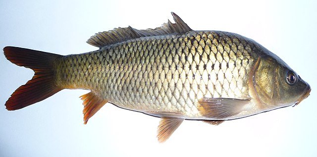 Cyprinus carpio.