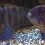 Farmed wolffish could be on your plate in the future Wolffish is a species that lives in narrow gaps between rocks close to the seabed, where it likes eating starfish and mussels. It has been on the red list of endangered species in SLU’s species database since 2010. Photo: Ida Hedén.
