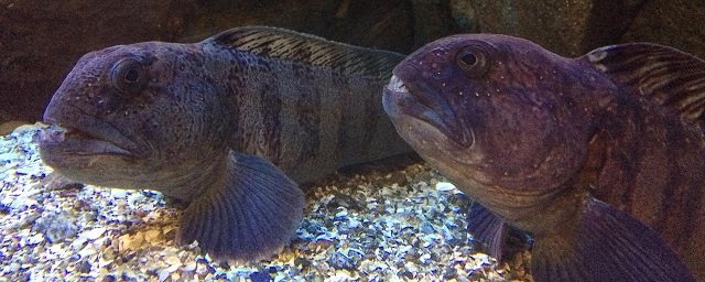 Wolffish is a species that lives in narrow gaps between rocks close to the seabed, where it likes eating starfish and mussels. It has been on the red list of endangered species in SLU’s species database since 2010. Photo: Ida Hedén.