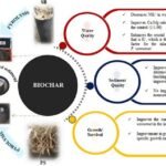 Biocarbón una alternativa para el cultivo sostenible del camarón. Fuente: Chalungal et al., (2023). ACS Omega 2023,