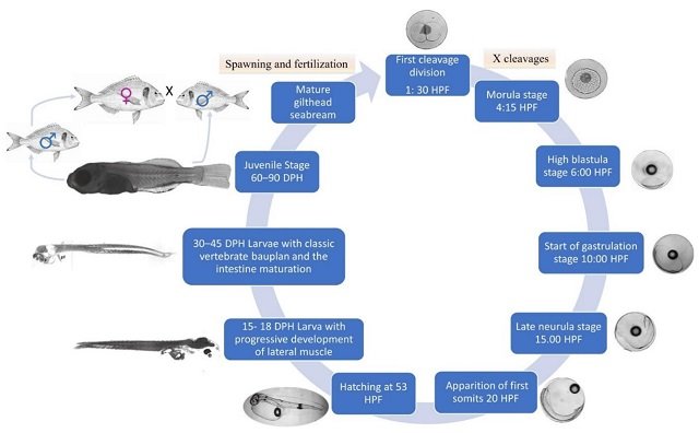 Revisión científica discute las prácticas y desafíos en la acuicultura de la dorada 1 Ciclo de vida de la dorada. Fuente: Mhalhel et al., (2023), J. Mr. Sci. Eng.