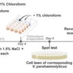 Método de detección de fagos de alto rendimiento (HiTS) para fagos, con ligeras modificaciones. Fuente: Thammatinna et al., (2023), Sci Rep 13.