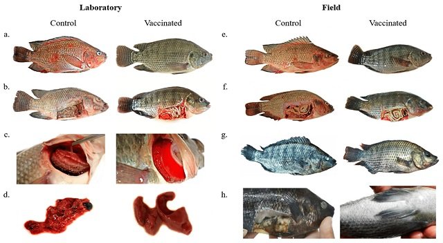 Development of a bivalent vaccine to protect tilapia against A. hydrophila and S. agalactiae. Source: Rivas et a., (2023), Animals.