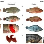 Desarrollo de vacuna bivalente para proteger a tilapias contra A. hydrophila y S. agalactiae. Fuente: Rivas et a., (2023), Animals.