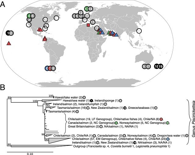 Global biogeography and phylogeny of the genus Piscirickettsia. Source: Schober et al., (2023), ISME J.