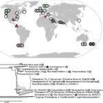 Biogeografía y filogenia del género Piscirickettsia. Fuente: Schober et al., (2023), ISME J.