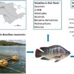 Resumen gráfico del estudio. Podduturi et al., (2023), Food Research International.
