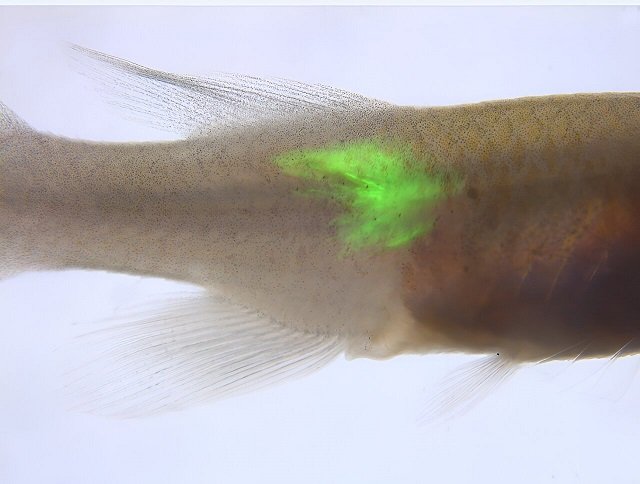 New Tool for Studying Hormones in Fish Could Transform Aquaculture 1 Example of ectopically-expressed peptide hormone in killifish muscle tagged with a fluorescent protein. Credit: Eitan Moses