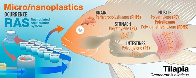 Presence of Microplastics in Various Organs of Tilapia Raised in Recirculating Aquaculture Systems. Source: Blonç et al., (2023). Journal of Hazardous Materials Advances