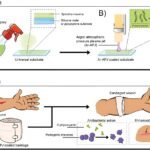 A schematic representing the one-step argon atmospheric plasma jet (Ar-APJ) process for transforming S. maxima biomass into an ultra-thin bioactive coating. A) S. maxima is sprayed onto a universal substrate. B) The Ar-APJ process transforms S. maxima biomass into a thin, durable, bioactive coating. C) Proposed applications for Ar-APJ technology include antibacterial wound dressings. Credit: Pham et al., (2023)