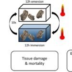 Efecto de la hipoxia y de la fluctuación de la temperatura en la ostra del Pacífico Resumen gráfico de la investigación. Fuente: Torben et al., (2023), Marine Environmental Research.