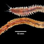 Poliqueto Alitta virens. Fuente: Eric A. Lazo-Wasem en Gall L (2019)