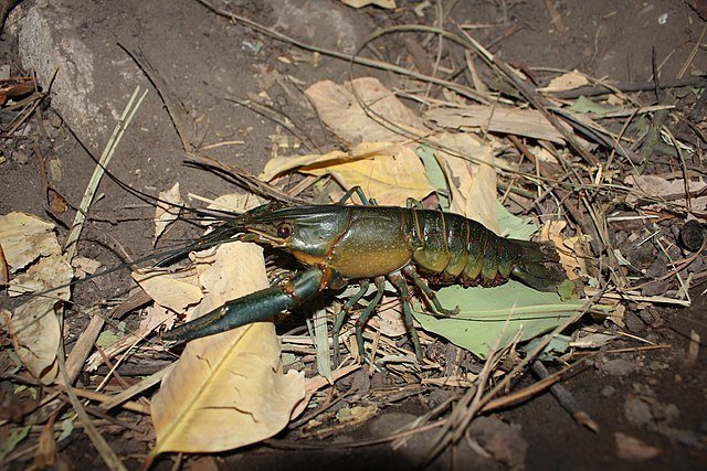Australian crayfish, Cherax quadricarinatus. Source: nature.catcher