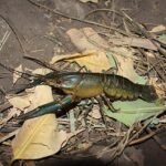 Langosta de río hembra (Cherax quadricarinatus). Fuente: nature.catcher