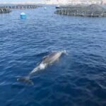 El proyecto Ocean Citizen experimenta en Tenerife con sistemas de Acuicultura Multitrófica Integrada Centro experimental de acuicultura Cultivos Marinos Teide, Tenerife.