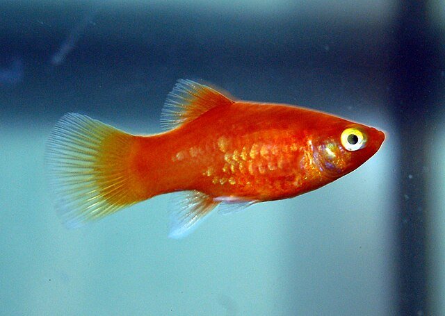 Red Coral Platy Fish. Source:  Marrabbio2