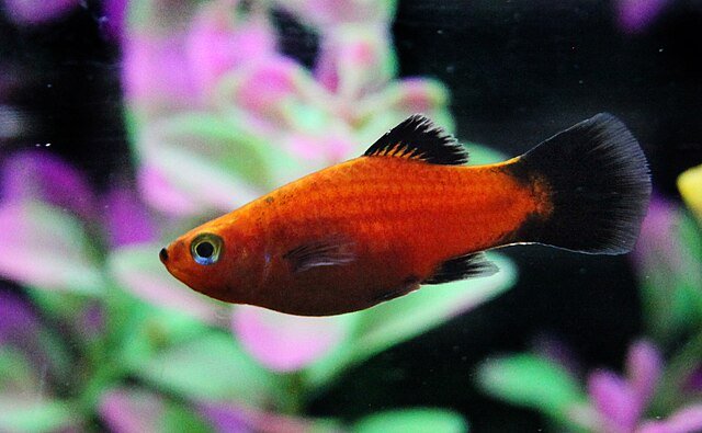 Red Wagtail Platy Fish. Source: Marrabbio2