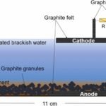 Sistema bioelectroquímico de sedimentos podría inhibir los Vibrio patógenos Dibujo del modelo de tanque instalado con un SBES en este estudio. Fuente: Phuong et al., (2023), Aquaculture Reports.