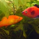 Dos ejemplares del pez platy Xiphophorus maculatus. Fuente: Carlosar.