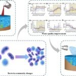 Melaza para mejorar la calidad del agua en los estanques acuícolas antes de la cosecha Resumen gráfico del experimento del tratamiento del agua de cola de la acuicultura con melaza. Fuente: Yang et al., (2023), Journal of Water Process Engineering