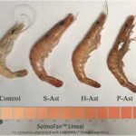 Photos of juvenile black tiger prawn fed different diets. S-Ast: diet supplemented with synthetic astaxanthin; H-Ast: diet supplemented with H. pluvialis; P-Ast: diet supplemented with P. rhodozyma. Source: Huang et al., (2023), Aquaculture Reports.