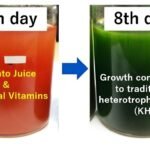 Using tomato juice fortified with essential vitamins (B1 and B12) as a medium to grow the edible microalgae E. gracilis is six times less expensive than using the traditional "KH" medium. This innovative approach could boost the production of E. gracilis as food products and supplements. Credit: Kyohei Yamashita from Tokyo University of Science.