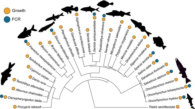 Physical Training of Fish to Improve Growth and Production 1 Phylogeny of the fish included in the meta-analysis study. Source: Rodgers and Gomez (2023), Rev Aquac.