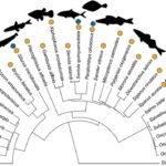 Filogenia de los peces incluidos en el estudio de metanálisis. Fuente: Rodgers y Gomez (2023), Rev Aquac.