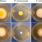 Actividad de biocontrol de BC344–2 contra hongos toxigénicos en el día 7 de coincubación. Se probó la actividad antifúngica de B. cereus BC344–2 contra los hongos Penicillium, Fusarium y Aspergillus. Fuente: Bashorun et al., (2023), Aquaculture.