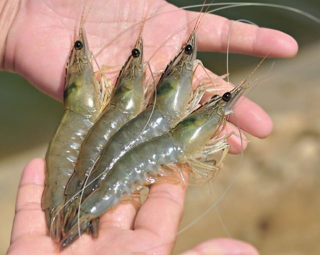 Optimizing Artemia production to feed shrimp larvae and broodstock 1 Penaeus indicus. Source: SEAFDEC