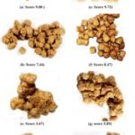 Forma aparente y puntuación media de pellets de alimento extruidos tomados del estómago de trucha arco iris (Oncorhynchus mykiss) después de 48 horas de inanición utilizados para el índice de degradabilidad aparente (ADE). Fuente: Alkoei et al., (2023), Journal of the World Aquaculture Society.