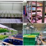 Sistema de cultivo de plantas del Instituto Nacional de Recursos Biológicos de Nakdonggang, República de Corea (A,B), y sistemas de acuaponía del Instituto de Investigación de Pesca Continental (Instituto Nacional de Ciencias Pesqueras), República de Corea (C,D). Fuente: Yu et al., (2023), Fishes.