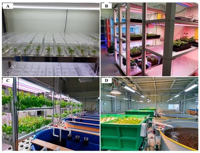 Sistema de cultivo de plantas del Instituto Nacional de Recursos Biológicos de Nakdonggang, República de Corea (A,B), y sistemas de acuaponía del Instituto de Investigación de Pesca Continental (Instituto Nacional de Ciencias Pesqueras), República de Corea (C,D). Fuente: Yu et al., (2023), Fishes.