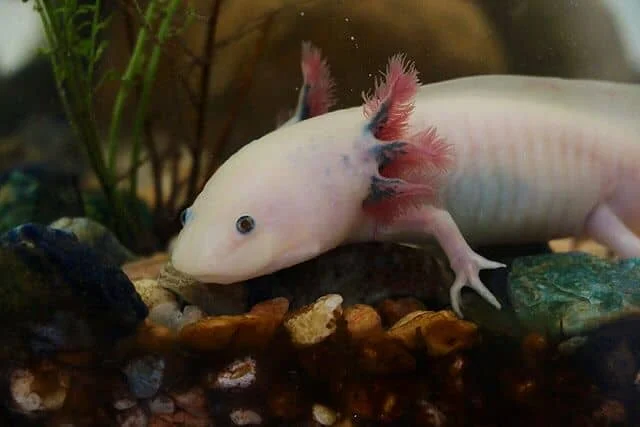 Axolotl: Care, feeding, and conservation guide Axolotl_ambystoma_mexicanum_anfibio_ASAG